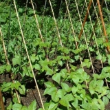 Šta saditi pored pasulja